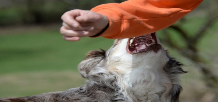 Pequeña es mordida por jauría de perros en Neza