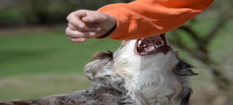 Pequeña es mordida por jauría de perros en Neza
