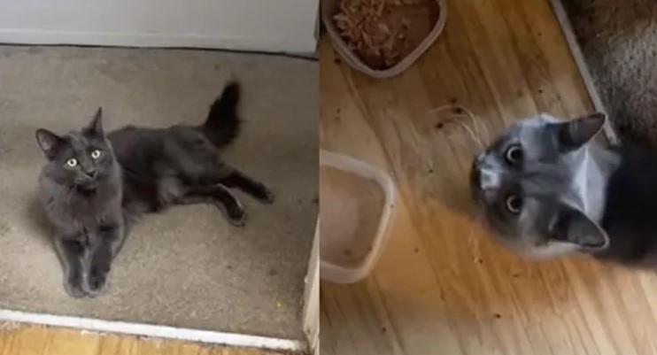 ¿Harto de que tu gato no te entienda?