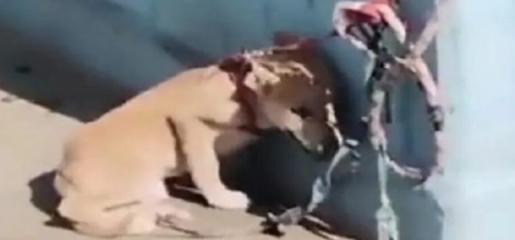 Encuentran a cachorro encadenado y bajo el sol en domicilio de Neza