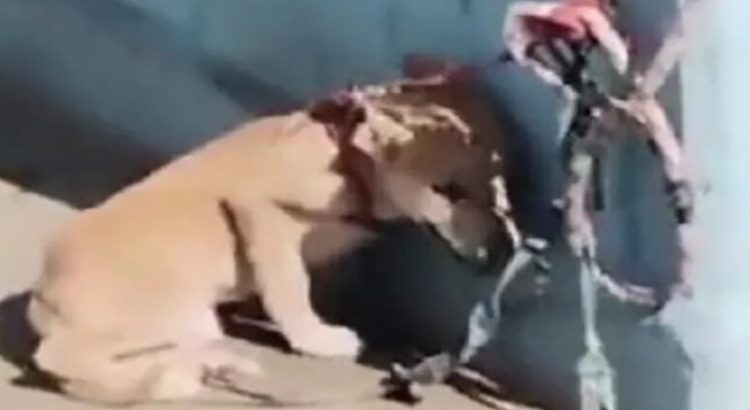 Encuentran a cachorro encadenado y bajo el sol en domicilio de Neza