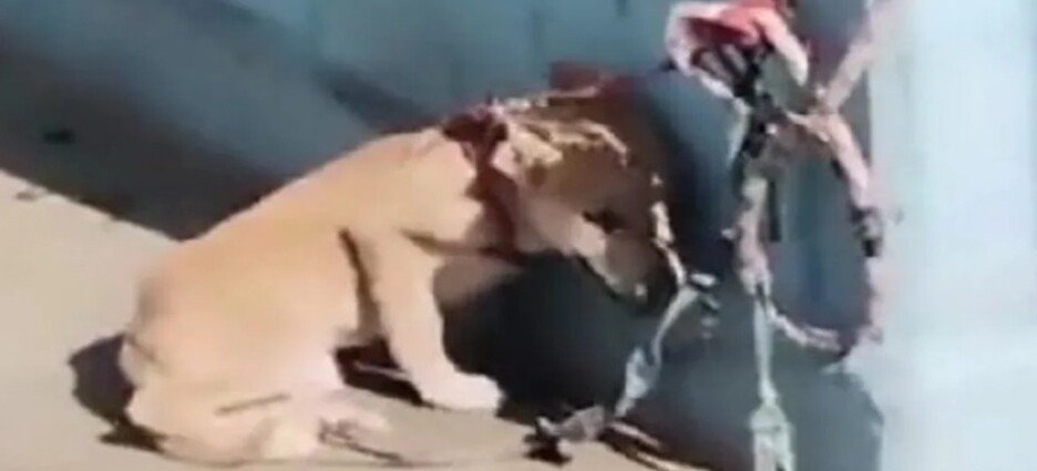 Encuentran a cachorro encadenado y bajo el sol en domicilio de Neza