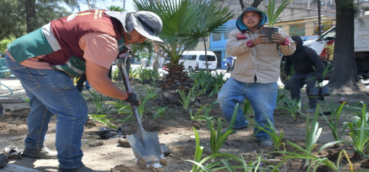 Reforestarán áreas verdes y camellones Nezahualcóyotl; van contra el cambio climático