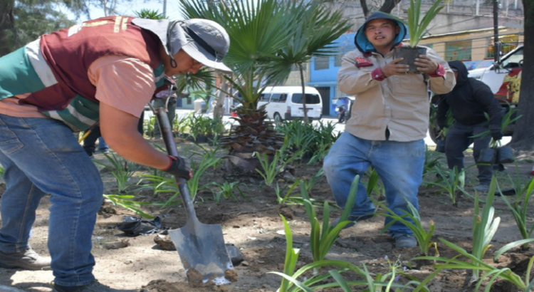 Reforestarán áreas verdes y camellones Nezahualcóyotl; van contra el cambio climático