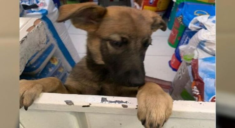 Sujeto arrojó a perrita desde una motocicleta en movimiento en Neza