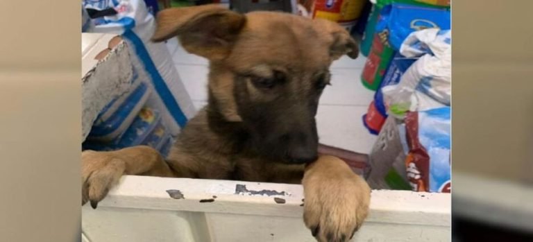 Sujeto arrojó a perrita desde una motocicleta en movimiento en Neza