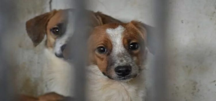 Aprueban sanciones más severas contra el maltrato animal en Neza