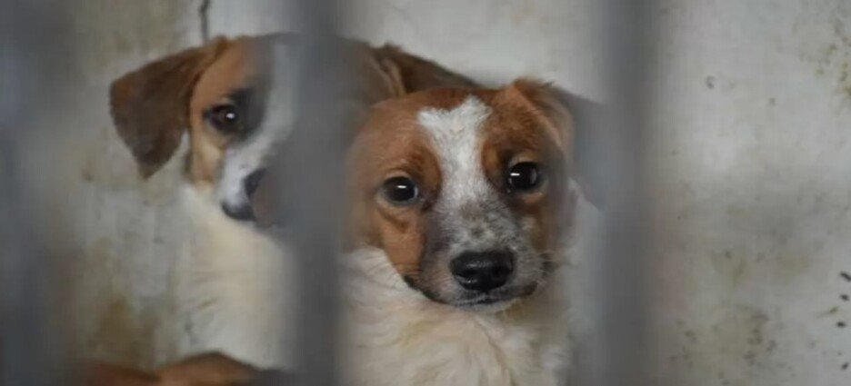 Aprueban sanciones más severas contra el maltrato animal en Neza