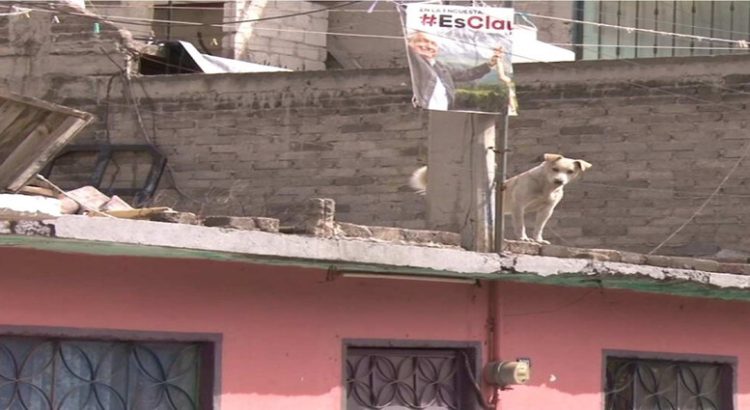 Multas de 10 mil pesos a quien deje a la intemperie a mascotas en Neza