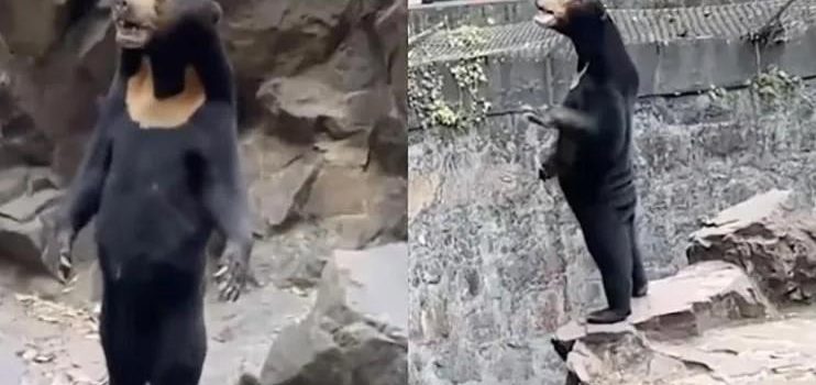 ¡Qué oso! ¡Qué oso!