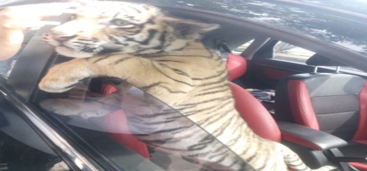 Detienen a sujeto que paseaba con tigre de bengala en Neza