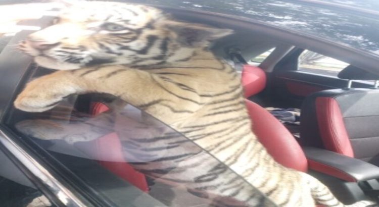 Detienen a sujeto que paseaba con tigre de bengala en Neza