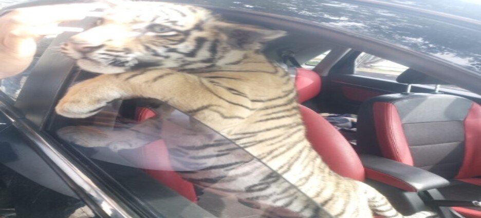 Detienen a sujeto que paseaba con tigre de bengala en Neza