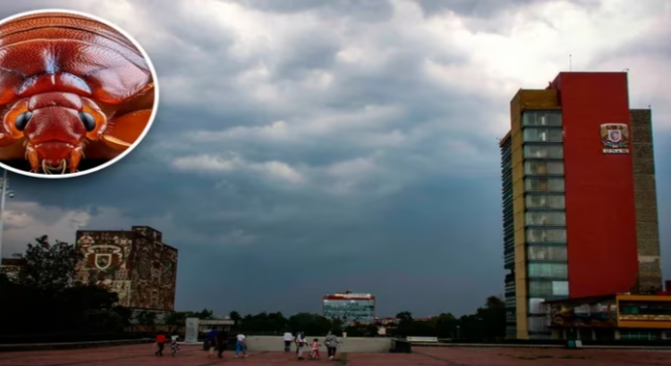 Vuelven las chinches a la FES Aragón de la UNAM