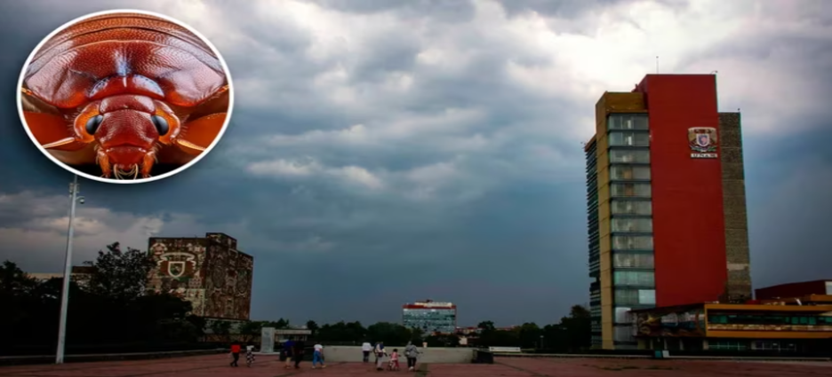 Vuelven las chinches a la FES Aragón de la UNAM