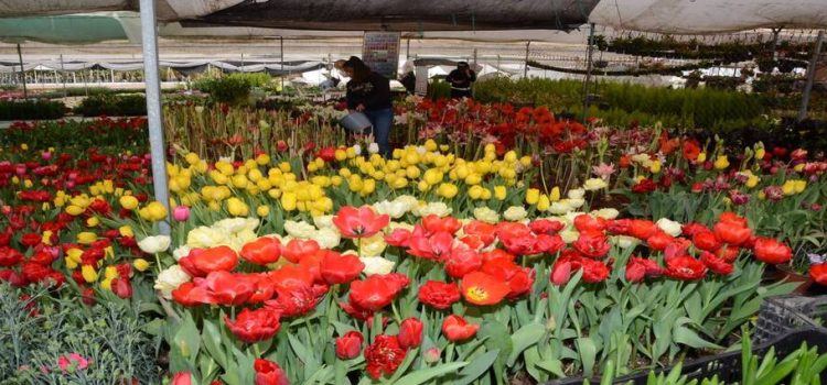Precio de flores podría subir hasta 50% por Día de Muertos en Edomex