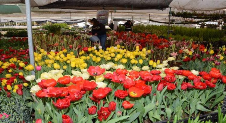 Precio de flores podría subir hasta 50% por Día de Muertos en Edomex