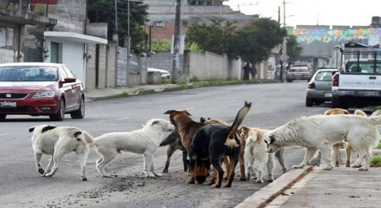 Adulto mayor abusa sexualmente de perros callejeros en Neza