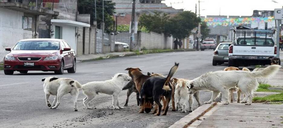 Adulto mayor abusa sexualmente de perros callejeros en Neza