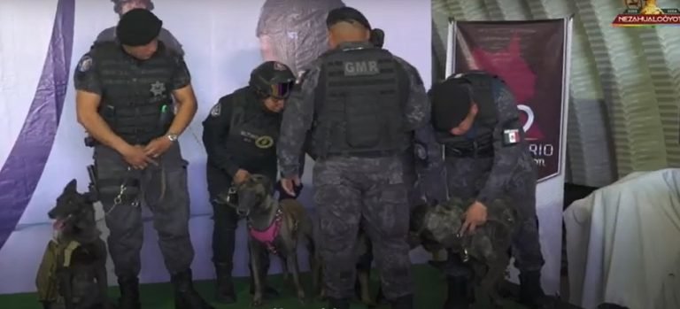 Utilizan fuerzas K9 para operativo Mochila Segura en Neza