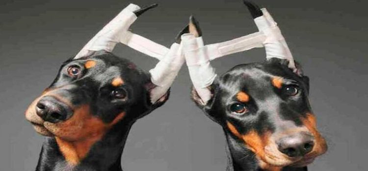Proponen pena de cárcel para quien realice operaciones a animales con fines estéticos en Edomex