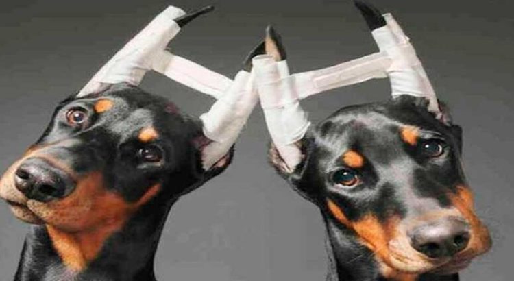 Proponen pena de cárcel para quien realice operaciones a animales con fines estéticos en Edomex