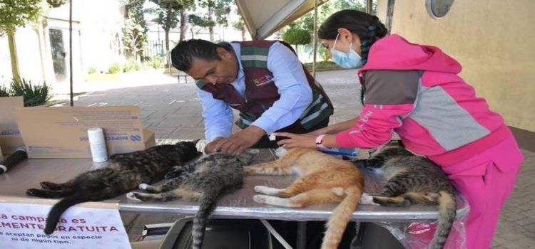 Esterilizan a más de 400 mascotas en Neza