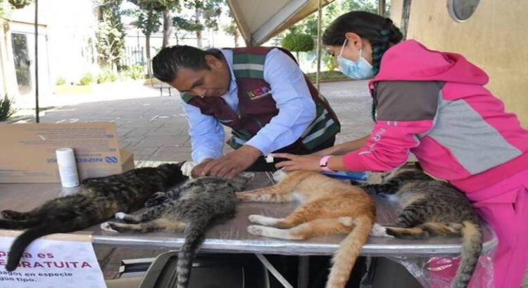 Esterilizan a más de 400 mascotas en Neza