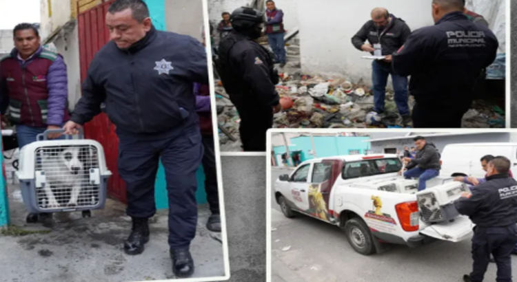 Rescatan a 6 perros abandonados en vivienda de Neza