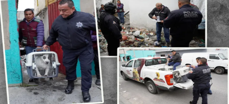 Rescatan a 6 perros abandonados en vivienda de Neza