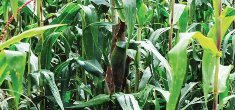 Apoyan ley para el rescate del maíz nativo en Edomex