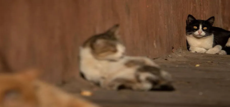 Rescatan a 4 gatitos en circunstancias de desnutrición en Neza