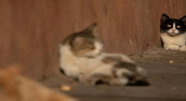 Rescatan a 4 gatitos en circunstancias de desnutrición en Neza