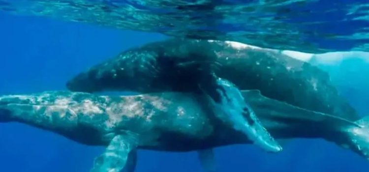 Captan por primera vez a ballenas apareándose … nomás que los 2 eran machos