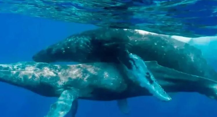 Captan por primera vez a ballenas apareándose … nomás que los 2 eran machos