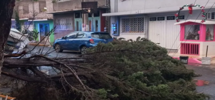 Lluvia y vientos derribaron 10 árboles y techumbre de escuela en Neza