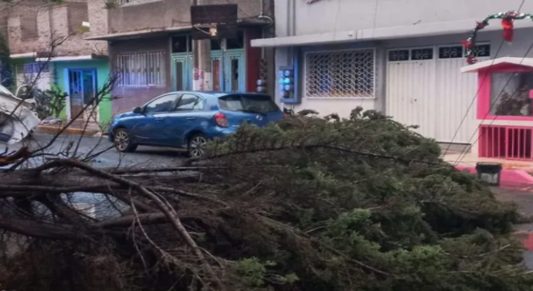 Lluvia y vientos derribaron 10 árboles y techumbre de escuela en Neza