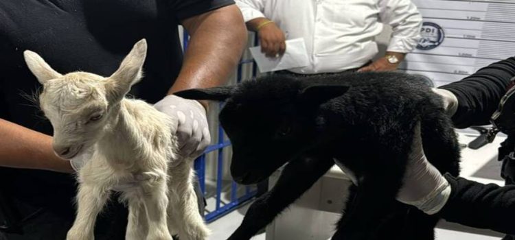 Salvan a 25 animales de ser sacrificados en Neza