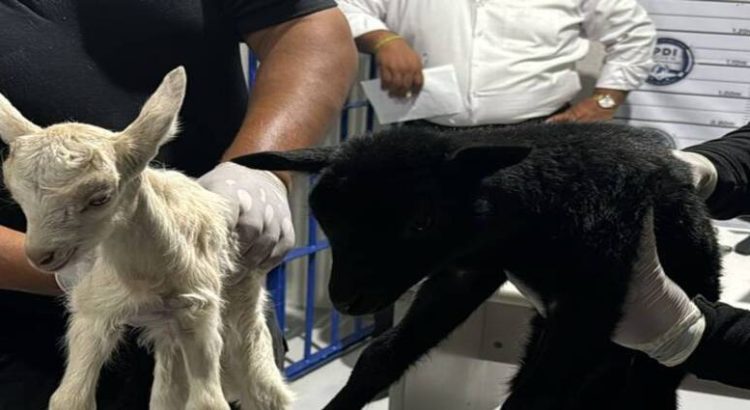 Salvan a 25 animales de ser sacrificados en Neza