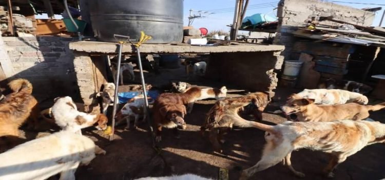 Fiscalía de Edomex y PROPAEM han rescatado 391 perritos y 71 aves exóticas en un año