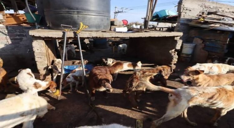 Fiscalía de Edomex y PROPAEM han rescatado 391 perritos y 71 aves exóticas en un año