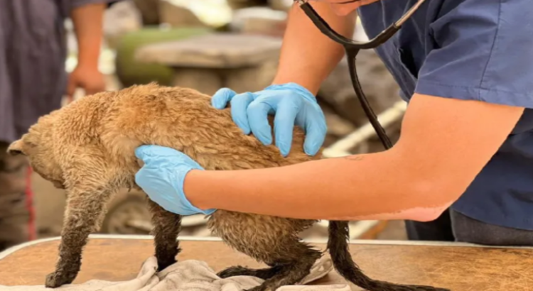 Gatito que sobrevivió a incendio detrás del AICM se encuentra delicado por quemaduras