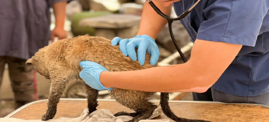 Gatito que sobrevivió a incendio detrás del AICM se encuentra delicado por quemaduras