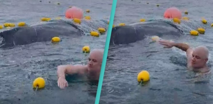 [VIDEO] Grupo de amigos enfrentan multas por rescatar a ballena jorobada atrapada en red
