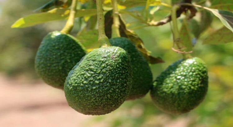 Sader implementa la primera estrategia en beneficio a aguacateros en el Edomex