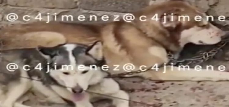 Exhiben a mujer maltratando a 2 perros en Neza