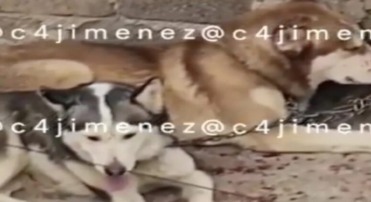 Exhiben a mujer maltratando a 2 perros en Neza