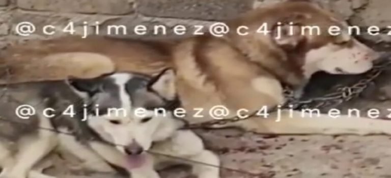 Exhiben a mujer maltratando a 2 perros en Neza