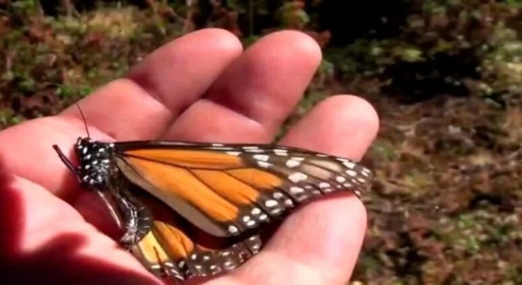 Presencia de mariposa monarca se ah reducido hasta 60% en santuarios del Edomex