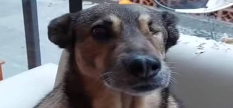 Habitantes de Neza piden justicia para “bonita” perrita baleada por policía estatal
